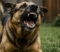 dog-bites-image Close-up of a brown and black dog snarling with its mouth wide open, showing sharp teeth in a yard.